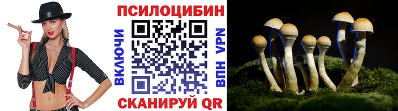 купить  цена  Мосальск  Галлюциногенные грибы Cubensis 